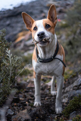 jack russell terrier
