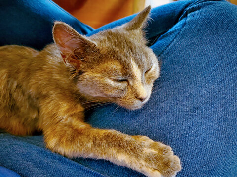 Kitty Snuggle