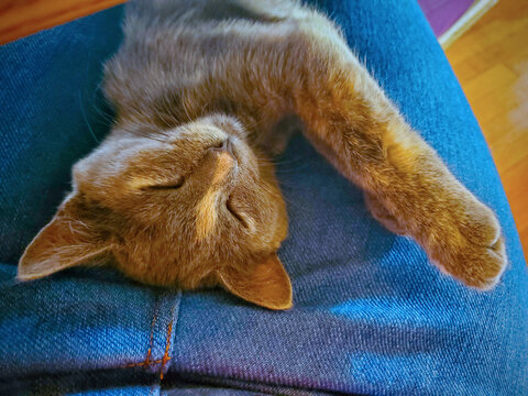 Kitten Nap