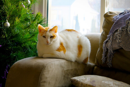 Cat by the Christmas Tree
