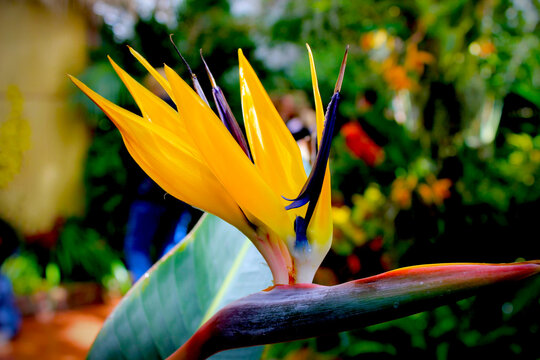 Bird of Paradise