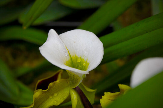 White Flower with Dew Drops