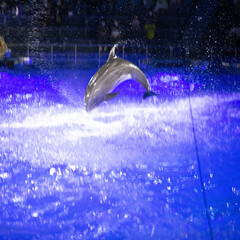 dolphin