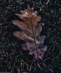 autumn leaves on the ground