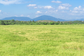 Fototapeta premium Yellow paddy or rice field with background of beautiful blue mountain and sky in Thailand upcountry