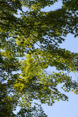 Obraz premium 日本楓の新緑