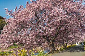 Fototapeta premium 河津桜