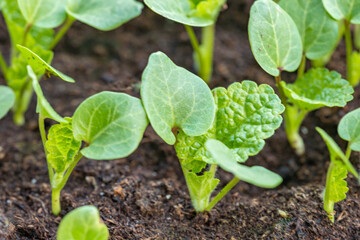 Hollyhocks seedlings ready to transplant