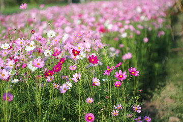 Colorful cosmos bipinnatus blossom bloom growing in garden of park background
