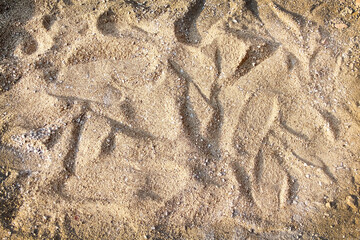 Sand with walking shoes natural brown background top view