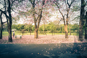 Public park full of pink falling flowers.