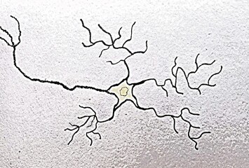 illustration of a neuron or nerve cell 