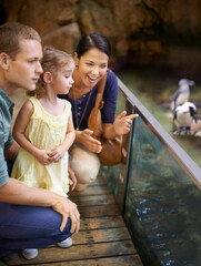 Aquariums- a paradise for kids. Cropped shot of a family looking at penguins at an aquarium.