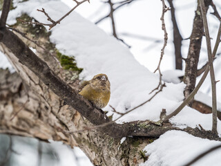 Red Crossbill female sitting on the tree branch and eats wild apple berries. Crossbill bird eats berries.