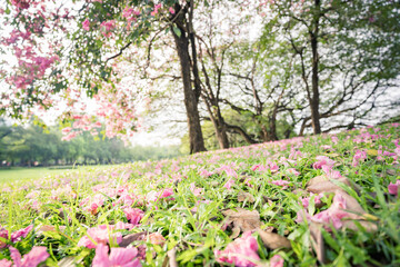 Public park with Pink trumpet trees or Tabebuia rosea flowers fall all over the green grass in the morning, sakura trees and green lawn in park.