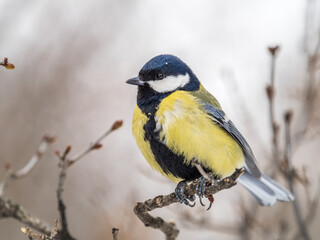 Naklejka premium Cute bird Great tit, songbird sitting on a branch without leaves in the autumn or winter.