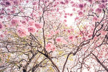 Beautiful of Pink trumpet trees or Tabebuia rosea flowers.