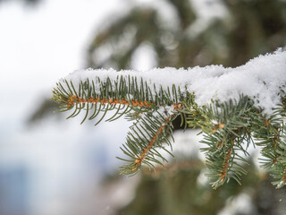 Naklejka na ściany i meble Green fir branches in winter covered with snow