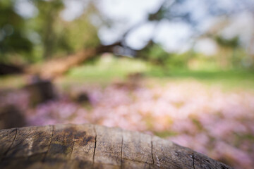 Blur of Pink flowers background in the park.