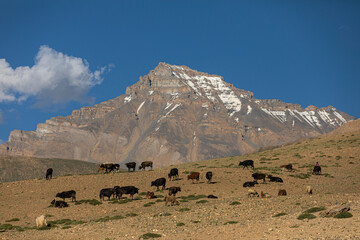 Cattle feeding on mountains in Spiti Valley, Himachal Pradesh, India.