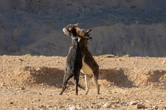 Two Donkeys Fighting Seen At Spiti Valley, Himachal Pradesh, India.