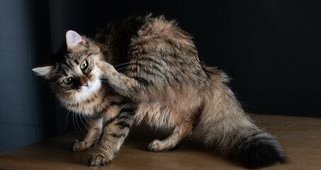 Cute Cat in the Studio Clean Its Fur