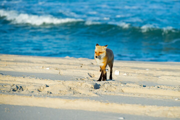Red Fox Walking on the Beach