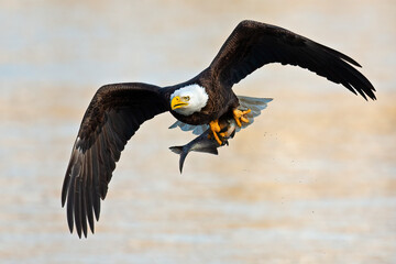 Bald Eagle in Flight with a Large Fish