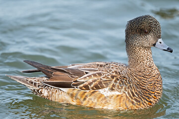 Female American Wigeon Floating in the River
