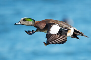 Male American Wigeon Duck in Flight