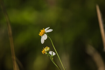 Wayside Flowers