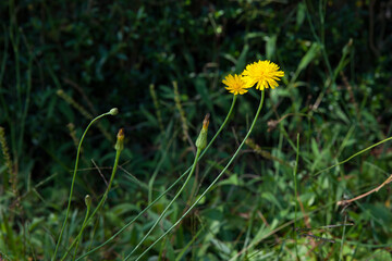 Yellow blooming dandelions on spring meadow