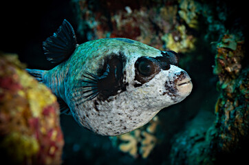 Masked pufferfish close up in the Red Sea, Egypt