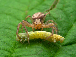P1010041 common crab spider, Xysticus cristatus, feeding on a caterpillar. British Columbia cECP 2018
