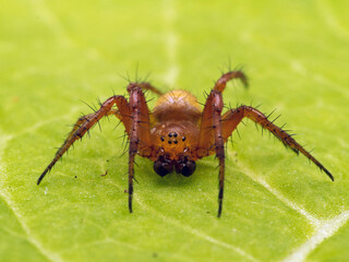 P5250245 male sixspotted orbweaver spider, Araniella displicata, on a leaf, British Columbia cECP 2018