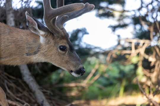 lone adult deer walking near tall pine trees
