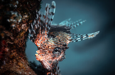 Lion Fish close up in the Red Sea, Egypt