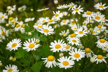 Obraz premium Daisy flowers on the summer field