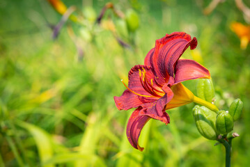 A lily in a botanical garden on a sunny day