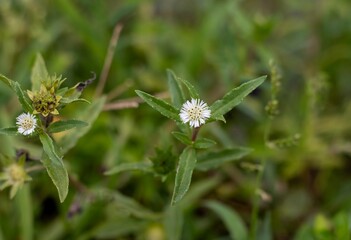Closeup of False Daisy or Bhringraj Flower on Its Plant with Selective Focus, Also Known as Eclipta Prostrata or Karisalankanni