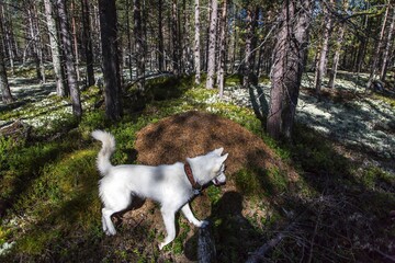 dog running in the woods