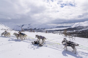 sled dog sled dogs in snow