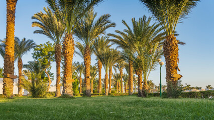 Rows of tall palm trees on a green lawn. Carved leaves and trunks against a blue sky background. Umbrellas from the sun are visible in the distance. Egypt. Safaga