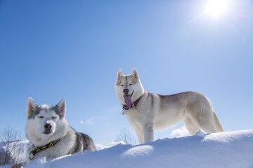siberian husky on the snow