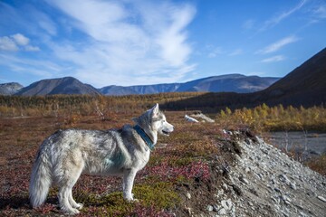 dog in the mountains