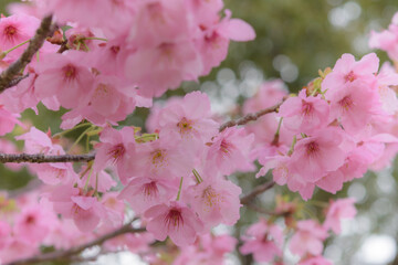 Obraz premium ●陽光桜