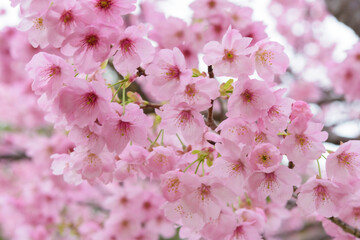 満開の桜
