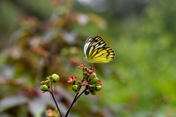 Cepora Nerissa Butterfly or The Common Gull Butterfly Sitting on Green Plant with Selective Focus
