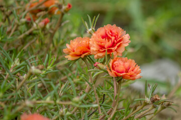 Fresh flowers that are sunlight