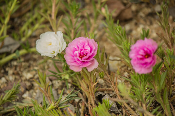 Fresh flowers that are sunlight